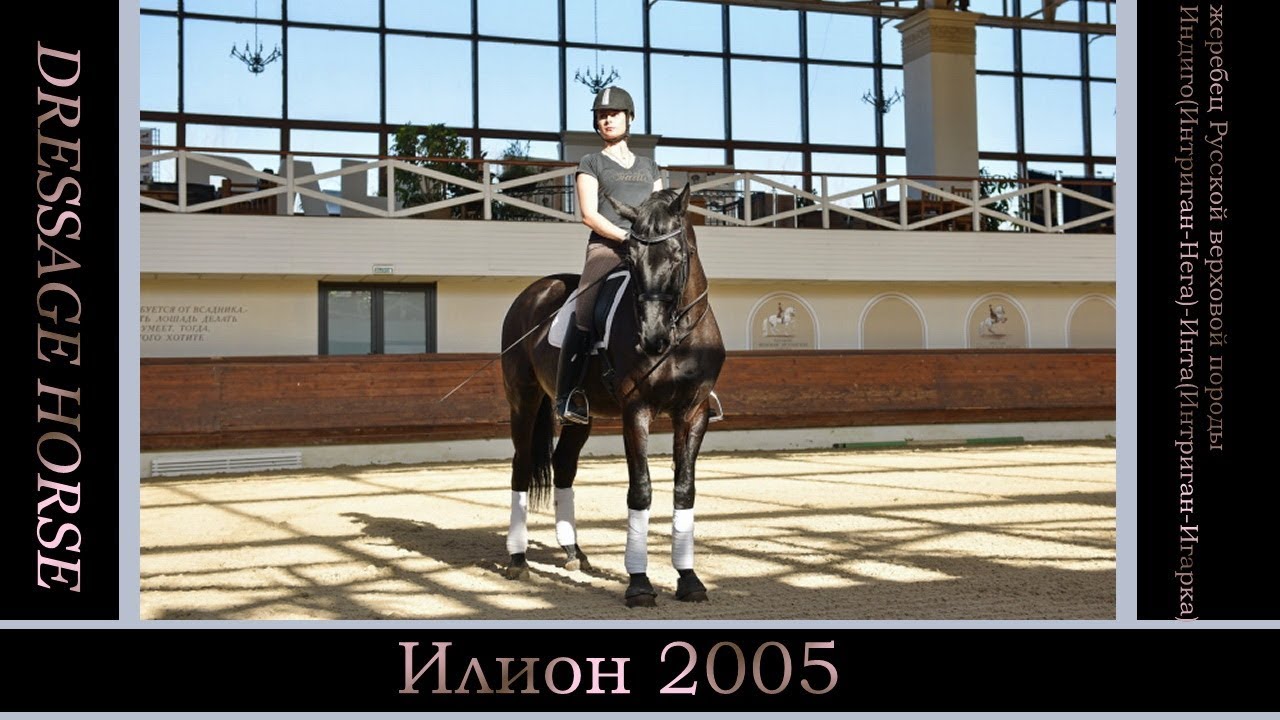 Илион 2005 турнирный конь русской верховой породы презентация для продажи