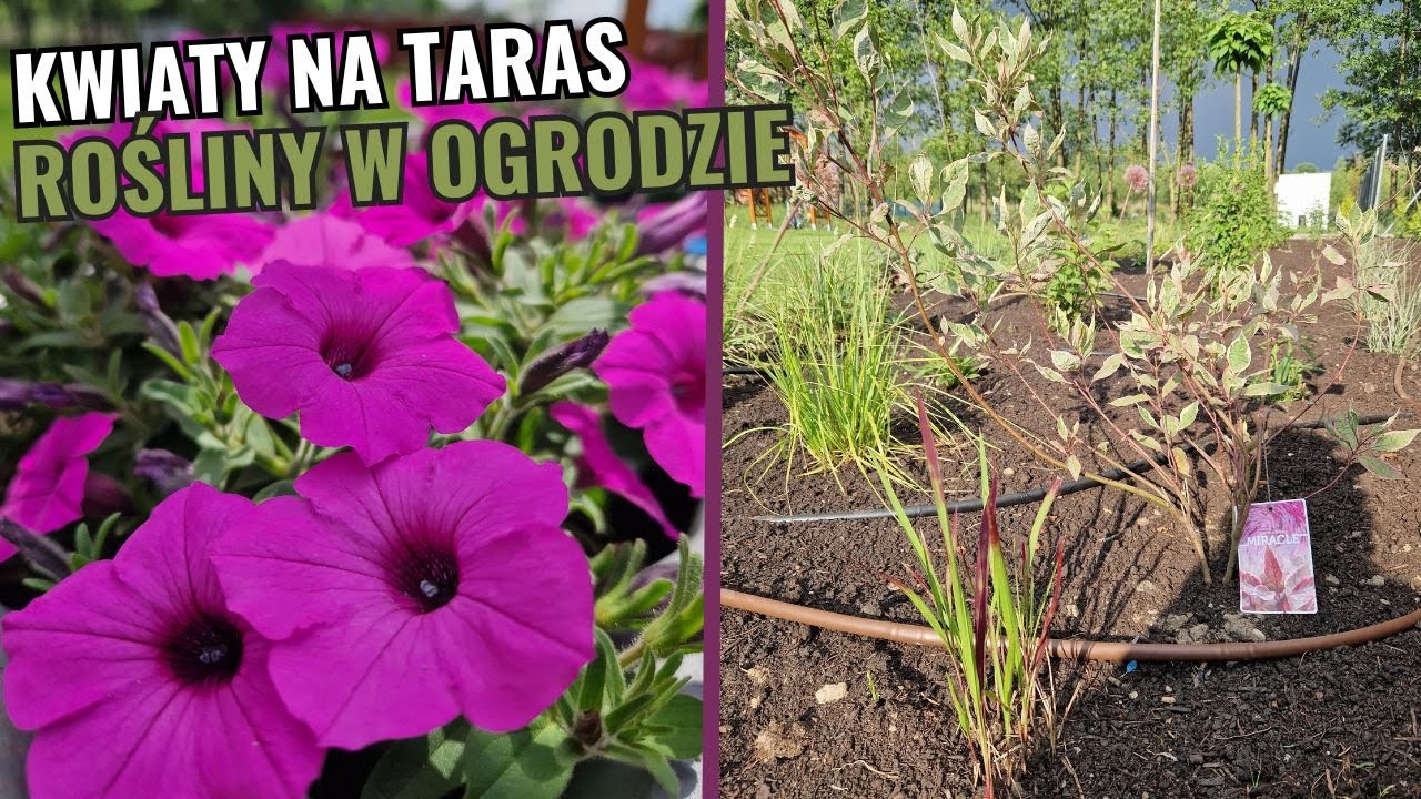 Sadzimy kolejne drzewa i kwiaty. Kolorowy taras