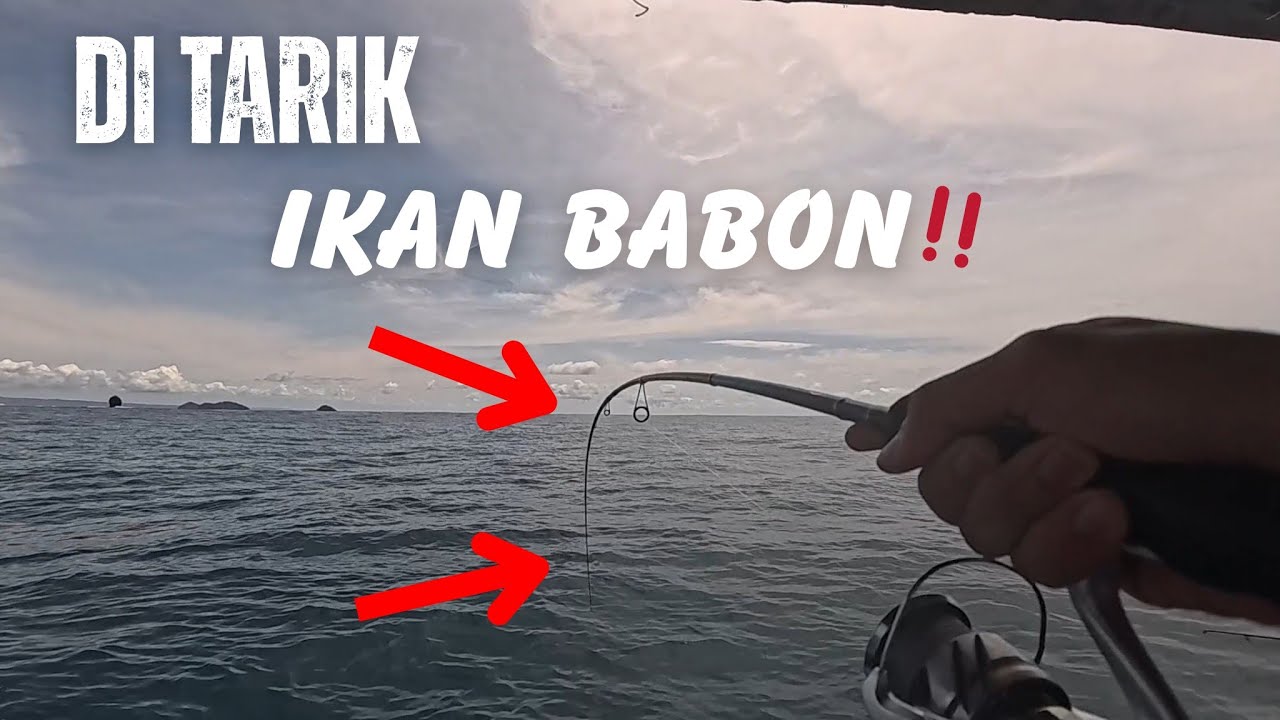 MAIN DASARAN DI LAUT PRIGI‼️ TERNYATA IKANNYA BERAGAM JENIS WARNA WARNI‼️