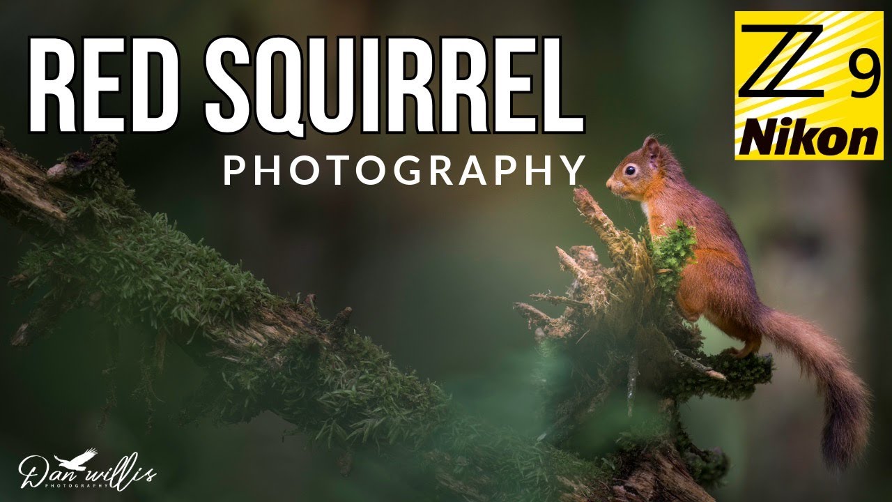 Red Squirrel Photography