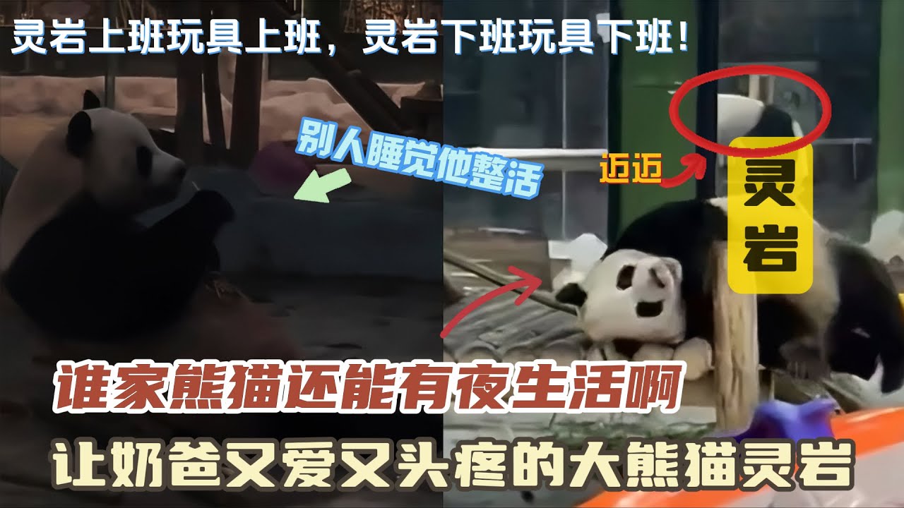 『灵岩』谁家熊猫还能有夜生活啊，让奶爸又爱又头疼的大熊猫灵岩，真的太会整活了！