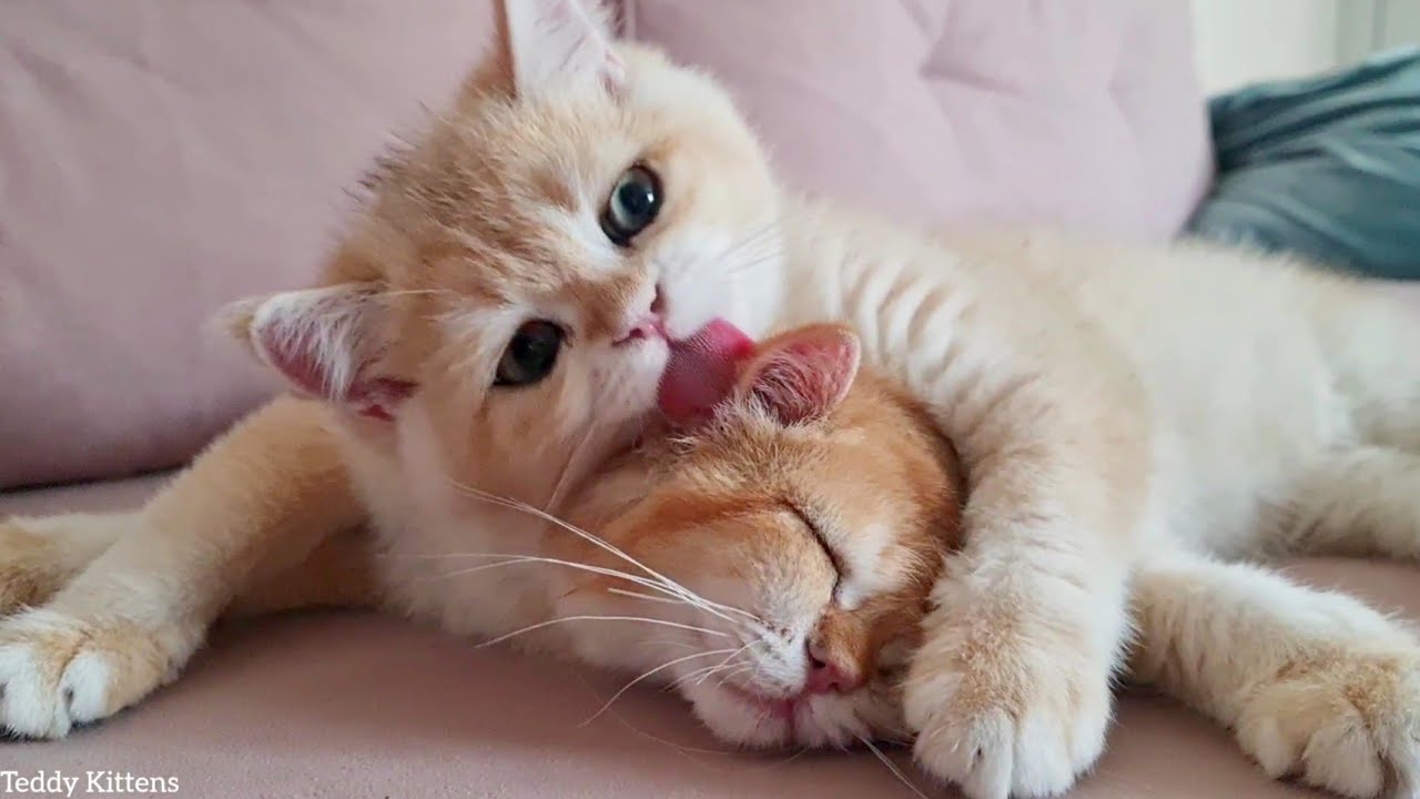 Котенок Симба мешает спать Рози 😄