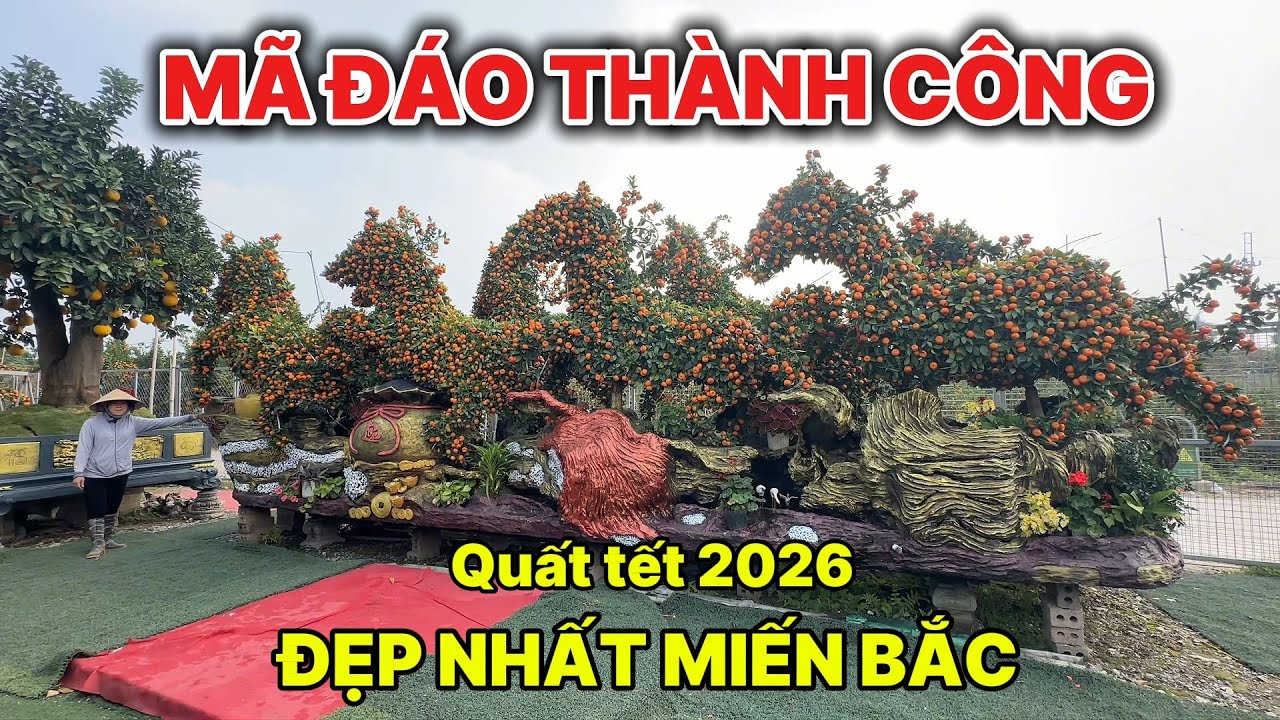 Quất GIÁNG NGỰA tết 2026 ĐẸP NHẤT MIỀN BẮC khách mua trong nốt nhạc