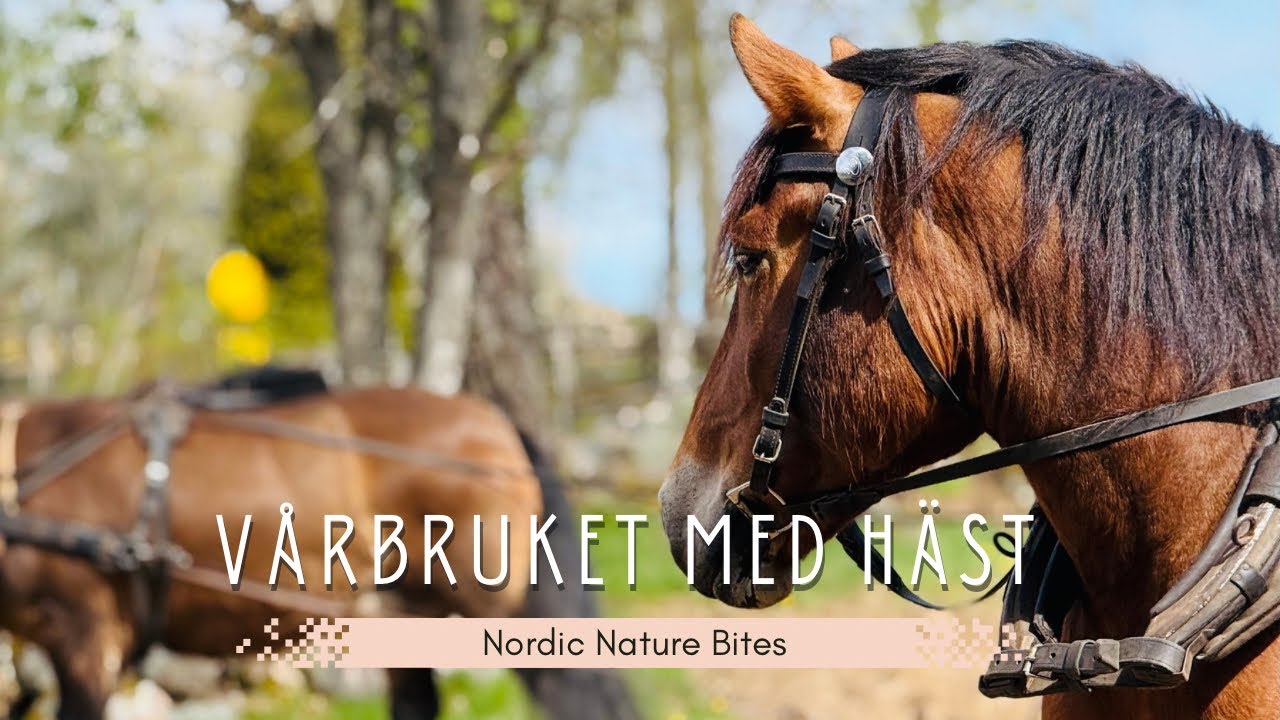 Spring Plowing with Horses 🐴 | Vårbruk med häst | Swedish Countryside Slow Life @NordicNatureBites