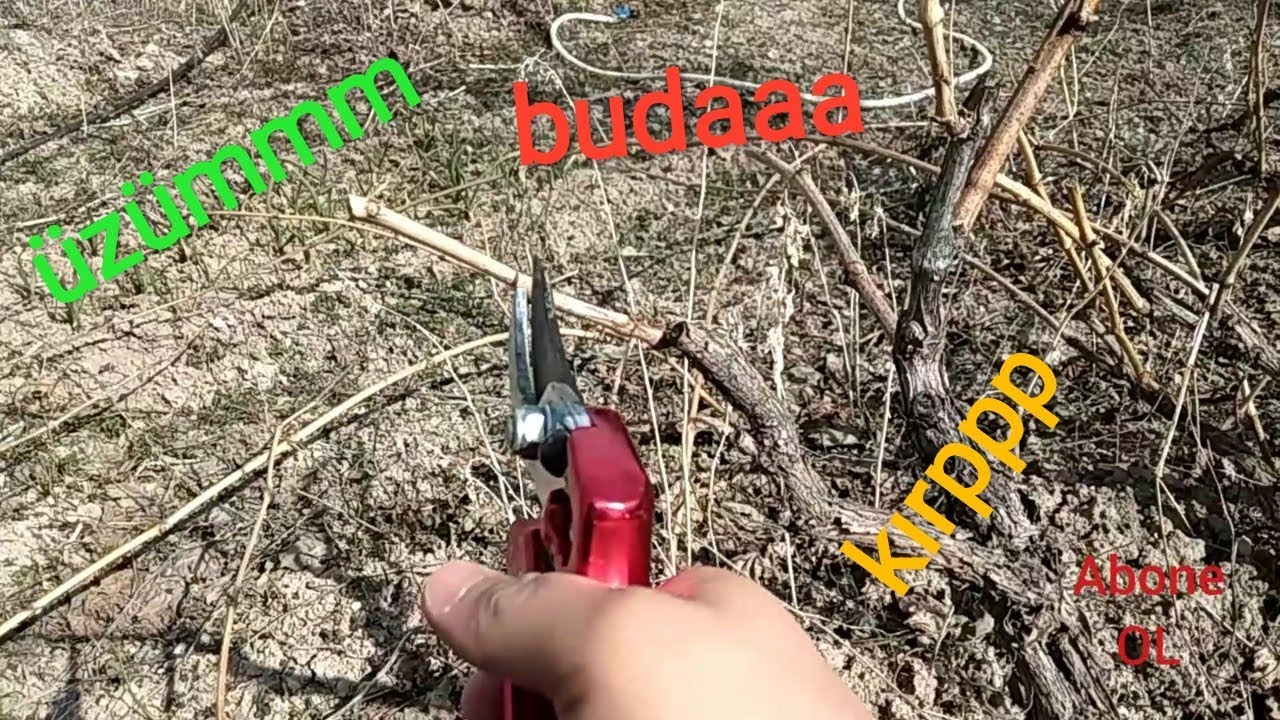 Üzüm Nasıl Budanır..?( BAĞ BUDAMA)