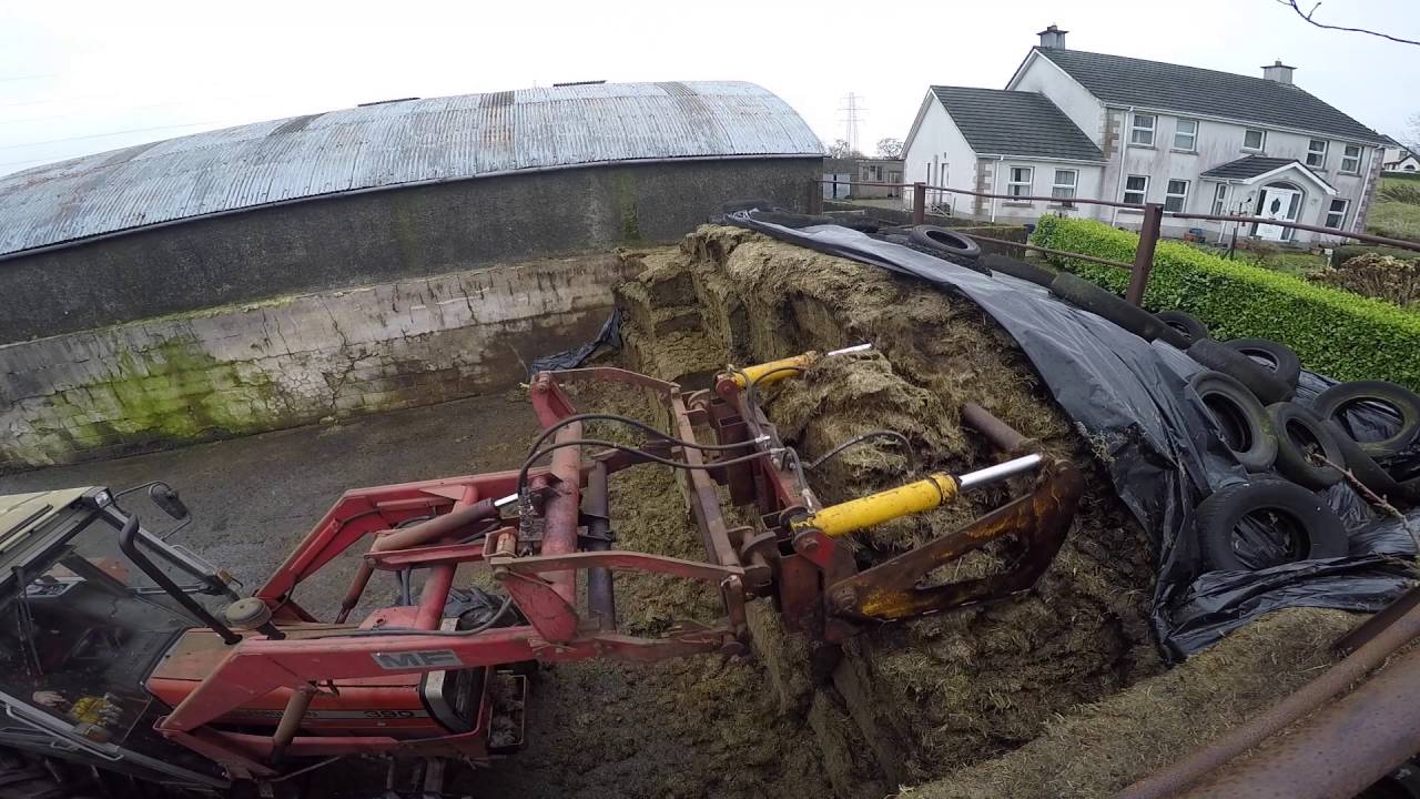 Feeding Cattle and Sheep in Co Antrim, Northern Ireland