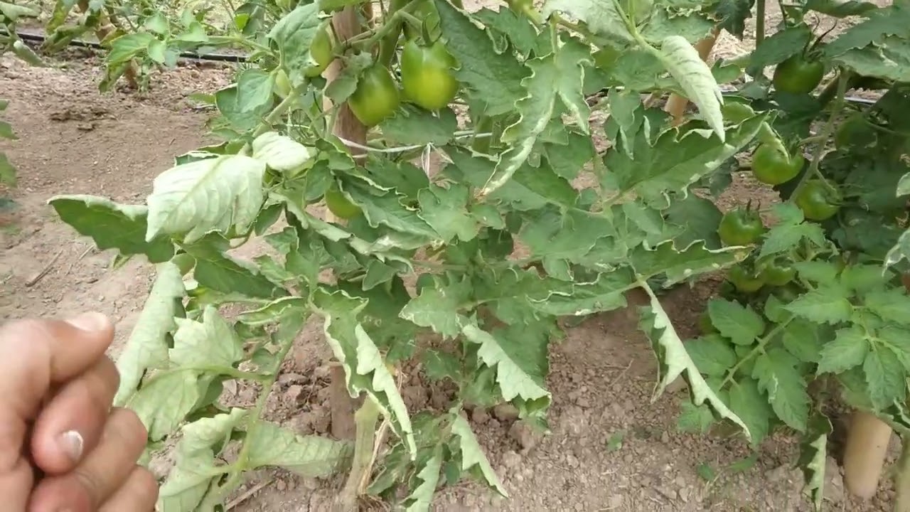 FOLHAS DO TOMATE ENROLANDO! SAIBA O Q CAUSA E COMO AGIR