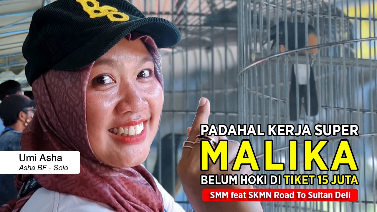 [ Murai Batu MALIKA ] Padahal Kerjanya Super !! Sayang Belum Hoki di Tiket Utama 15 Juta