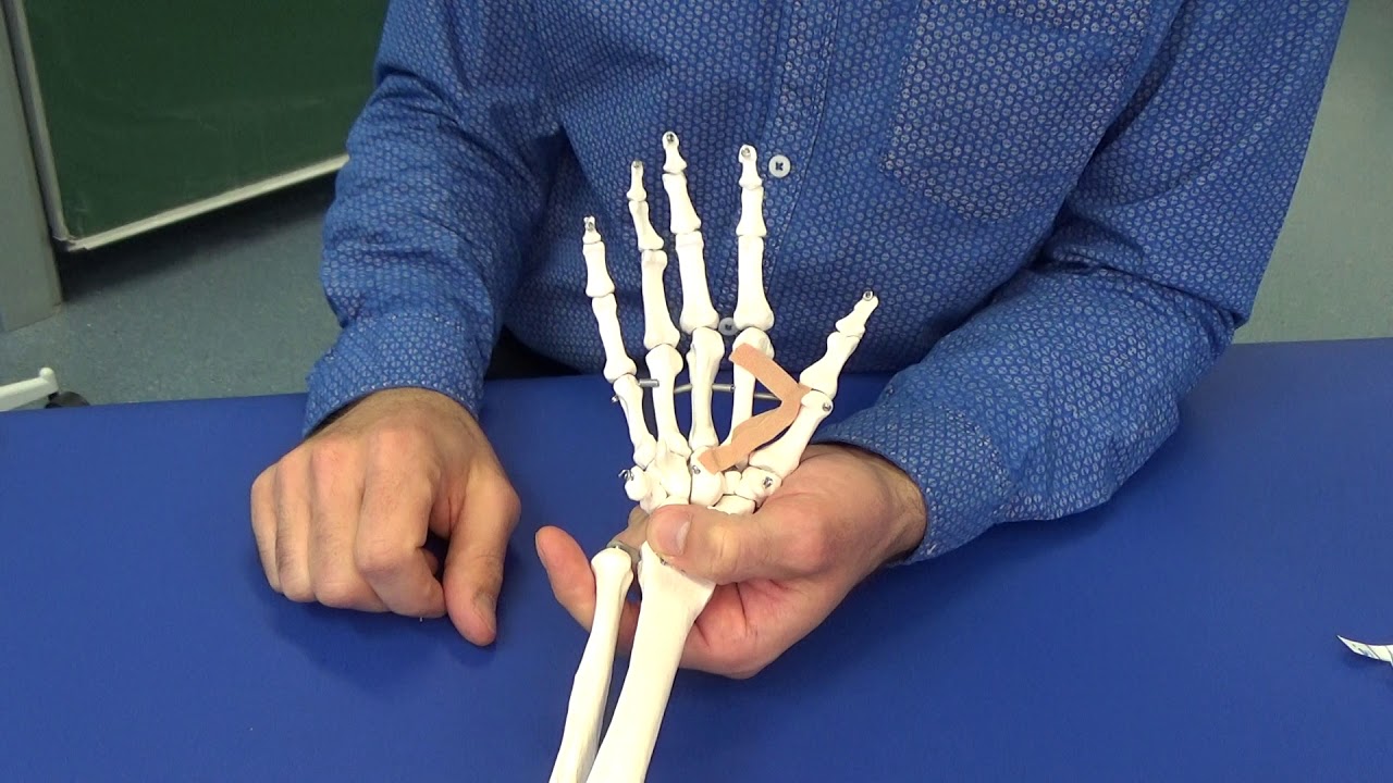 Daumenmuskulatur - Handmuskulatur