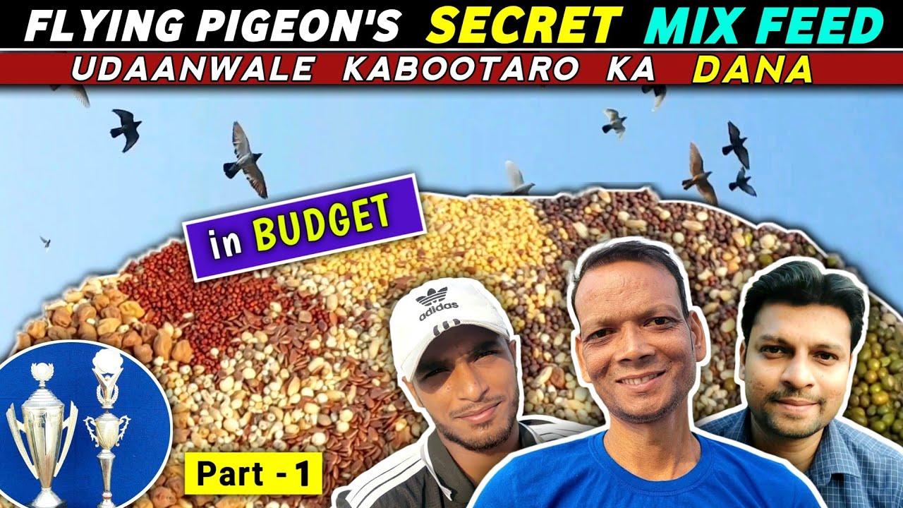 Flying Pigeons Secret MixFeed by Shankar Ustaad | UdanWale Kabootaro Ka Mix KhanaDana