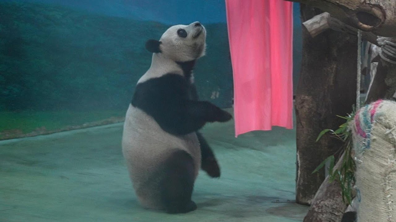 圓寶表示粉紅色毛巾不能吃就拿去晾 20251222