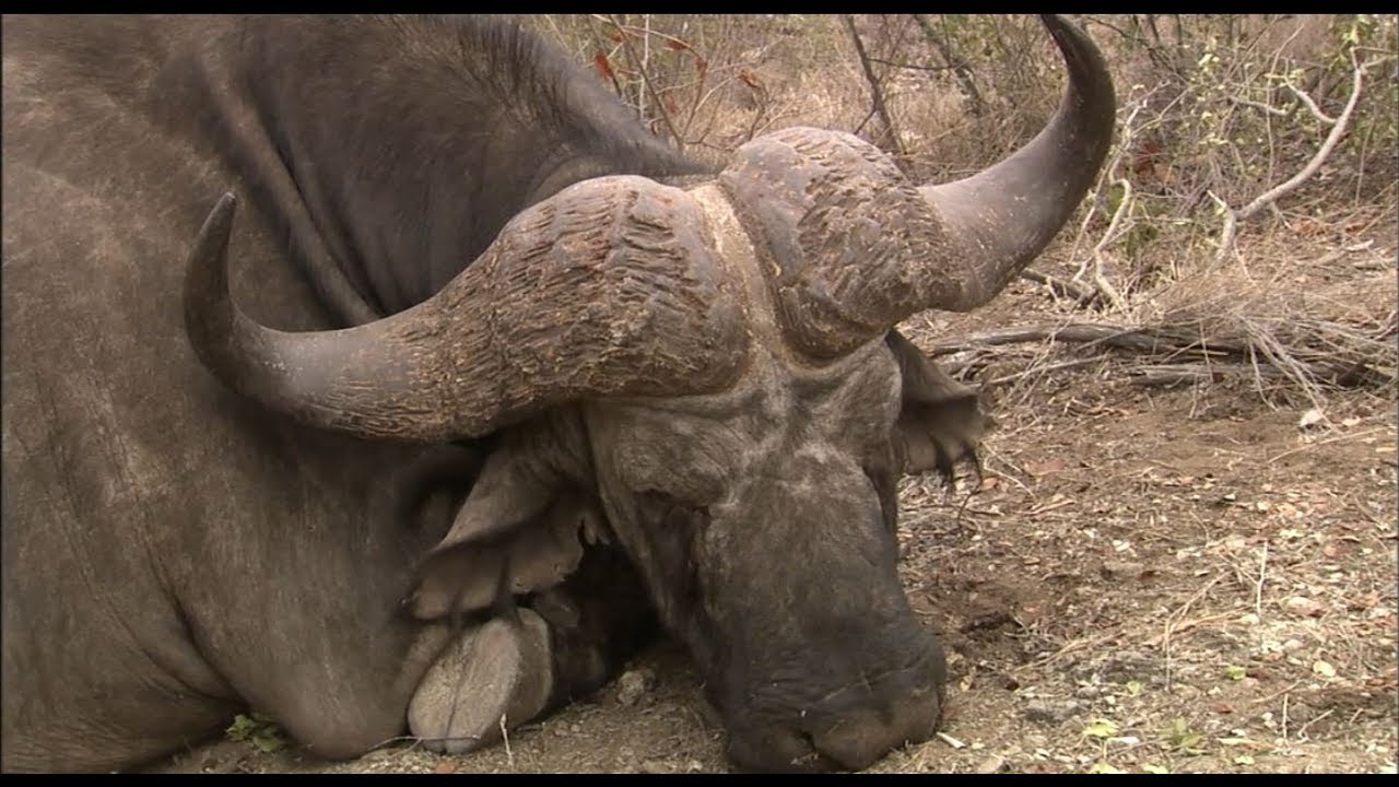 Winchester Legends S4E6 Cape Buffalo Showdown