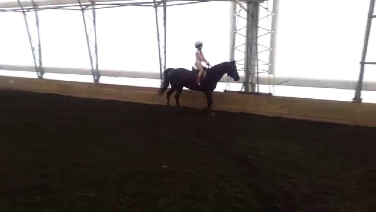 Summer Horseback Riding Camp for Beginner Jumping in Arcade, NY at Rosebud Stables