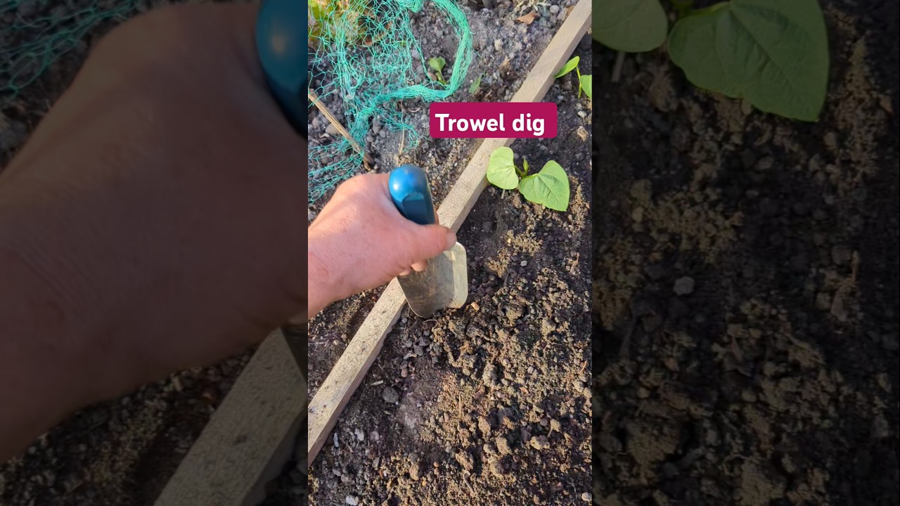 Trowel digging for planting beans. #trowel #digging #myhand #soil #vegetablegarden #allotment