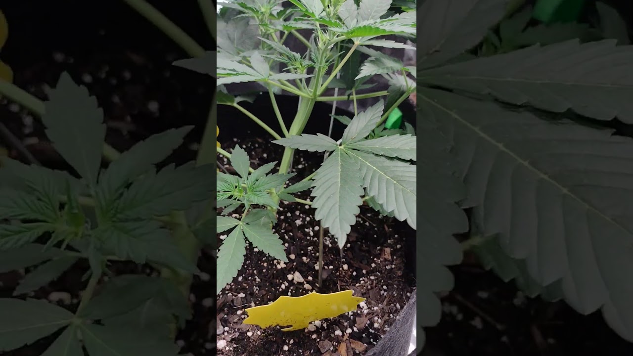 Super Lemon Haze. ETHOS