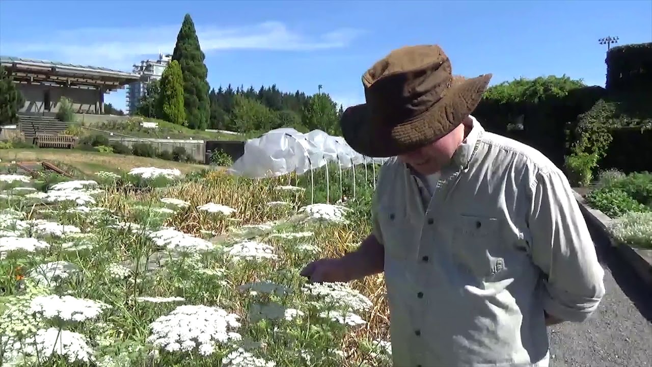 Companion Planting with Umbellifers