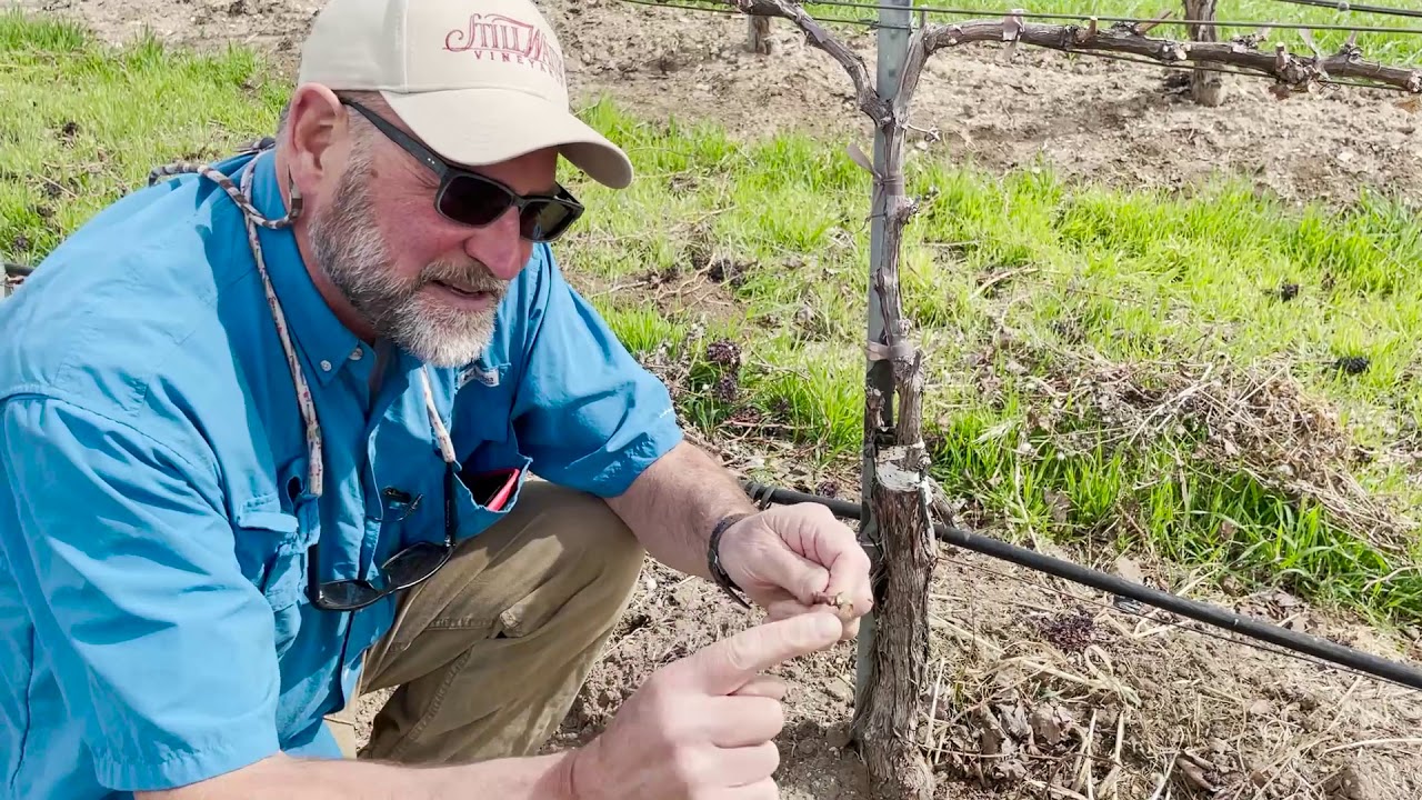 In the Vineyard: March 17, 2021-Grafting