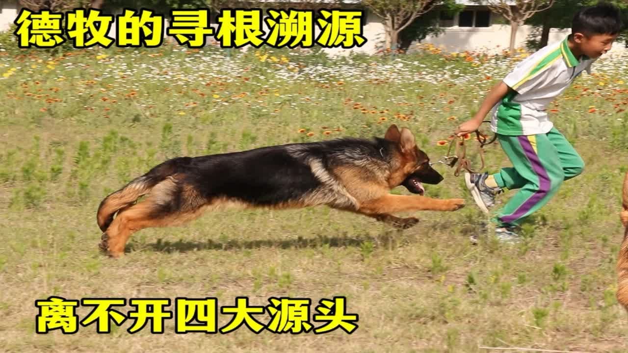 德牧中的四大开山祖源血系，时至今日的发展历程，都可以追根溯源