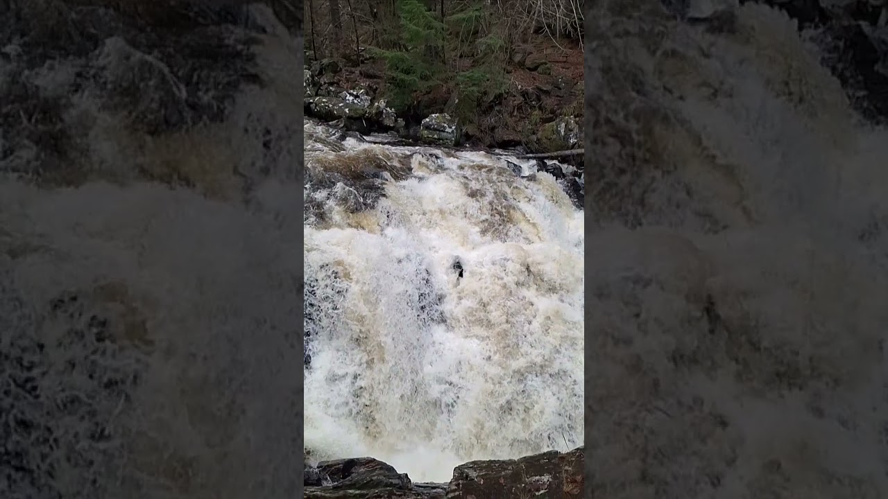 The Hermitage Waterfall - Perthshire - Scotland #waterfall #scotland #wildscotland #perthshire