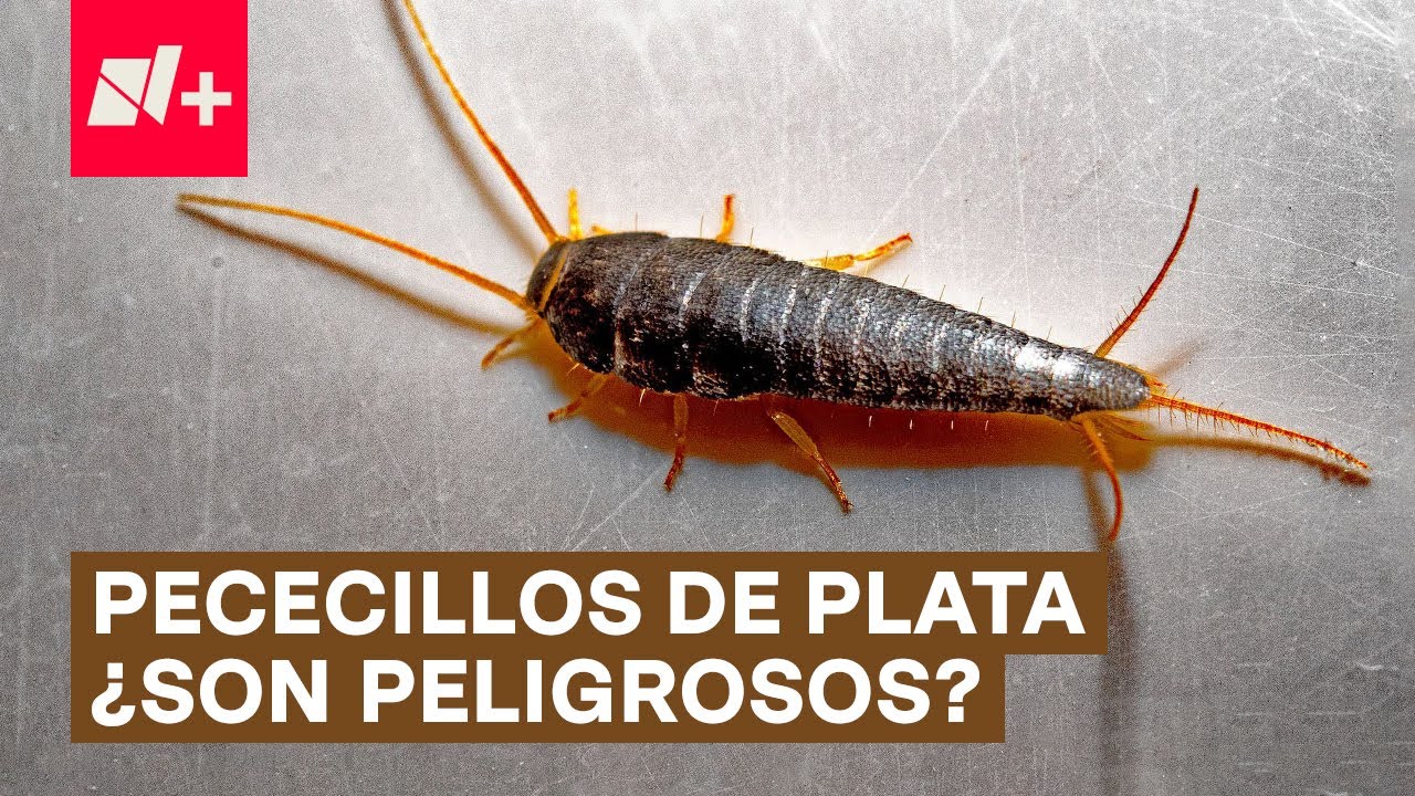 Pececillos de plata: qué son y por qué aparecen