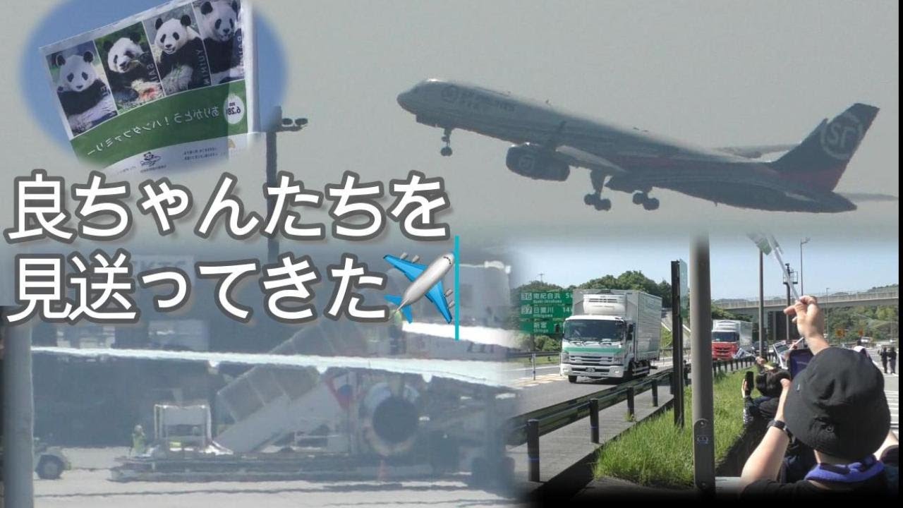 【車→搭乗→離陸✈️】🍯良浜ママと結浜🎀彩浜🌈楓浜🍁の旅立ちを見送ってきた【行ってらっしゃい、白浜パンダ一家】Giant Panda Family