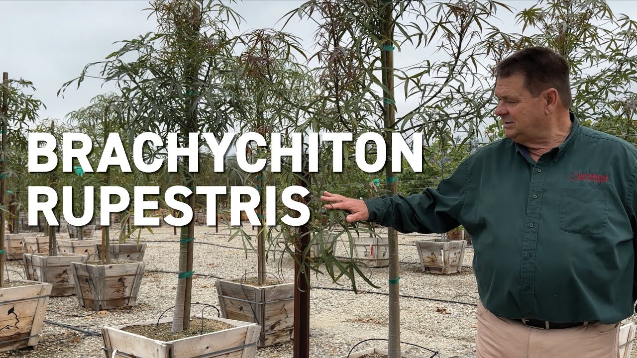 Brachychiton rupestris - New Trees for Changing Climates