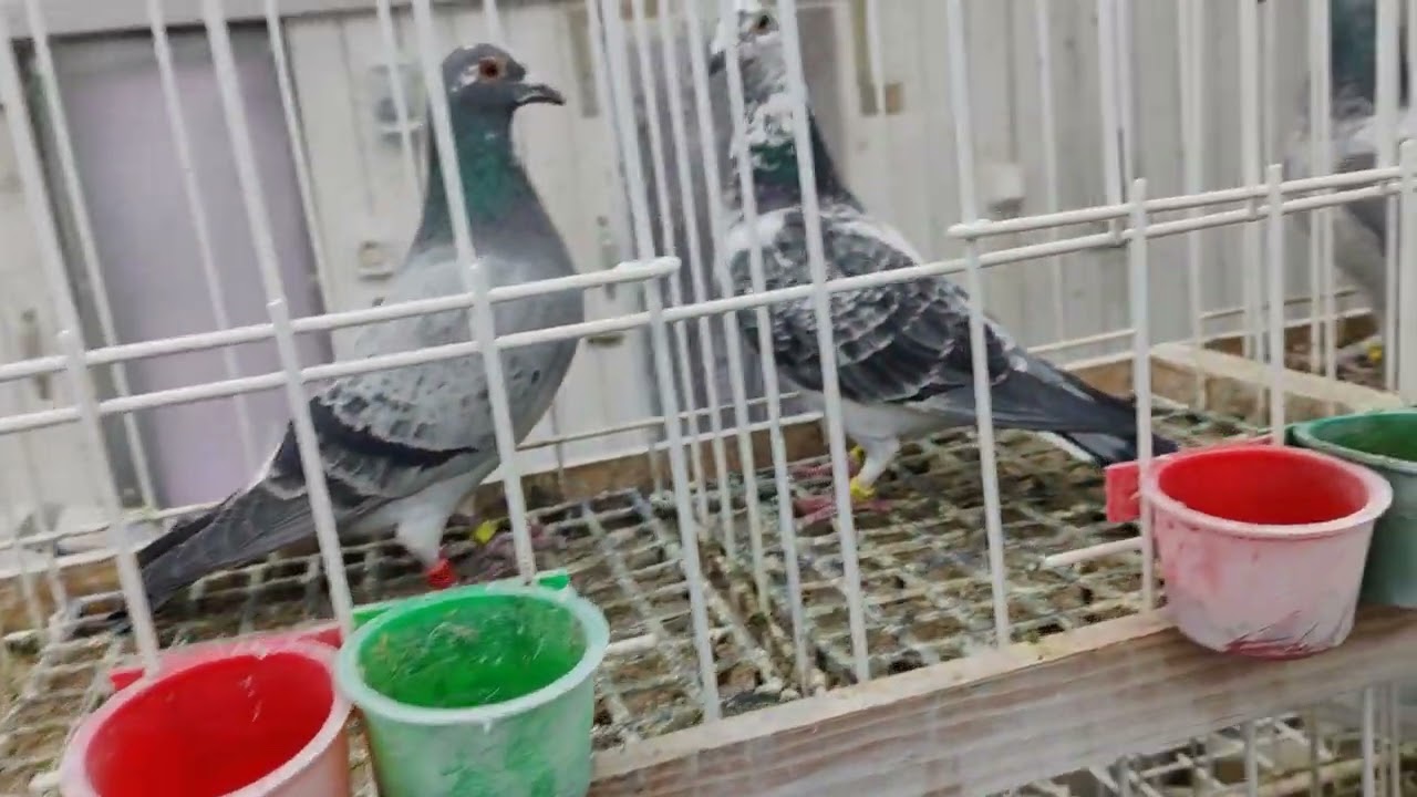 Gołębie Lajdeman i Pitbul 777 tel 503528502 