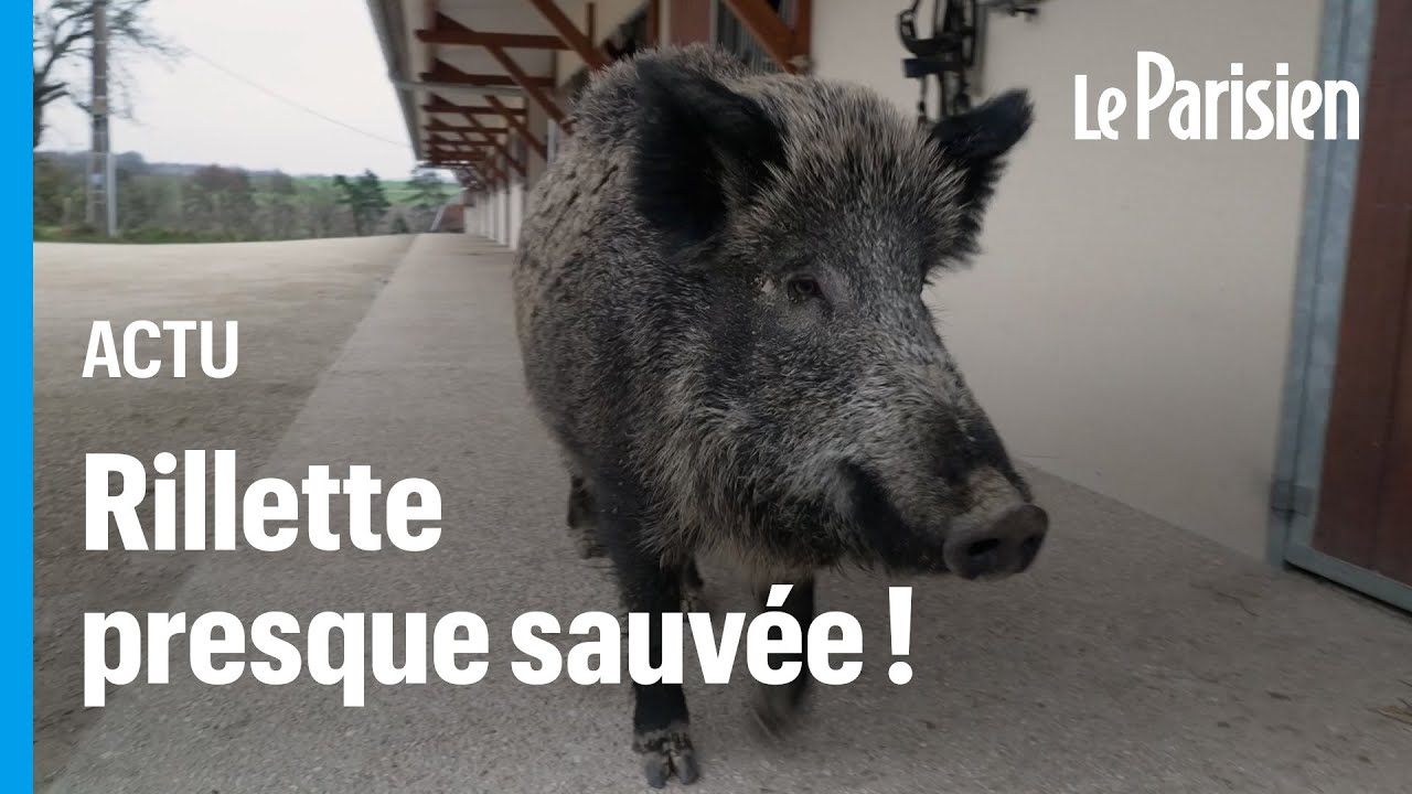 « Elle va rester avec nous ! »: le tribunal suspend l'abattage du sanglier Rillette