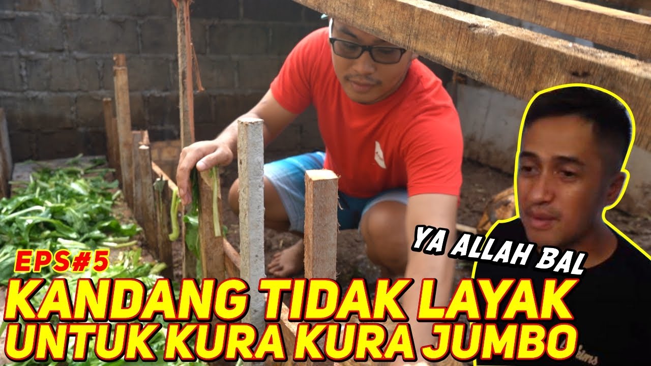 SETTING KANDANG SEMENTARA SULCATA INDUKAN | ADA SULCATA ALBINO !