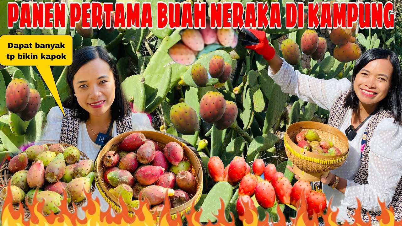 PANEN BUAH NERAKA /KAKTUS/BARSUMI LIAR ,LEBAT SAMPAI JATUH NGAK ADA YG AMBIL YANG BIKIN NANGIS 😭