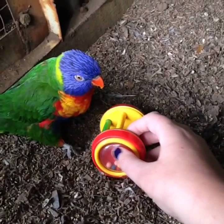 Sarah the rainbow lorikeet playing with a child's toy bopping and talking