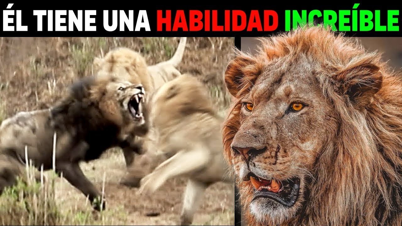 Cuando La SABANA CREA LEYENDAS | León Lolparpit (DOCUMENTAL COMPLETO)