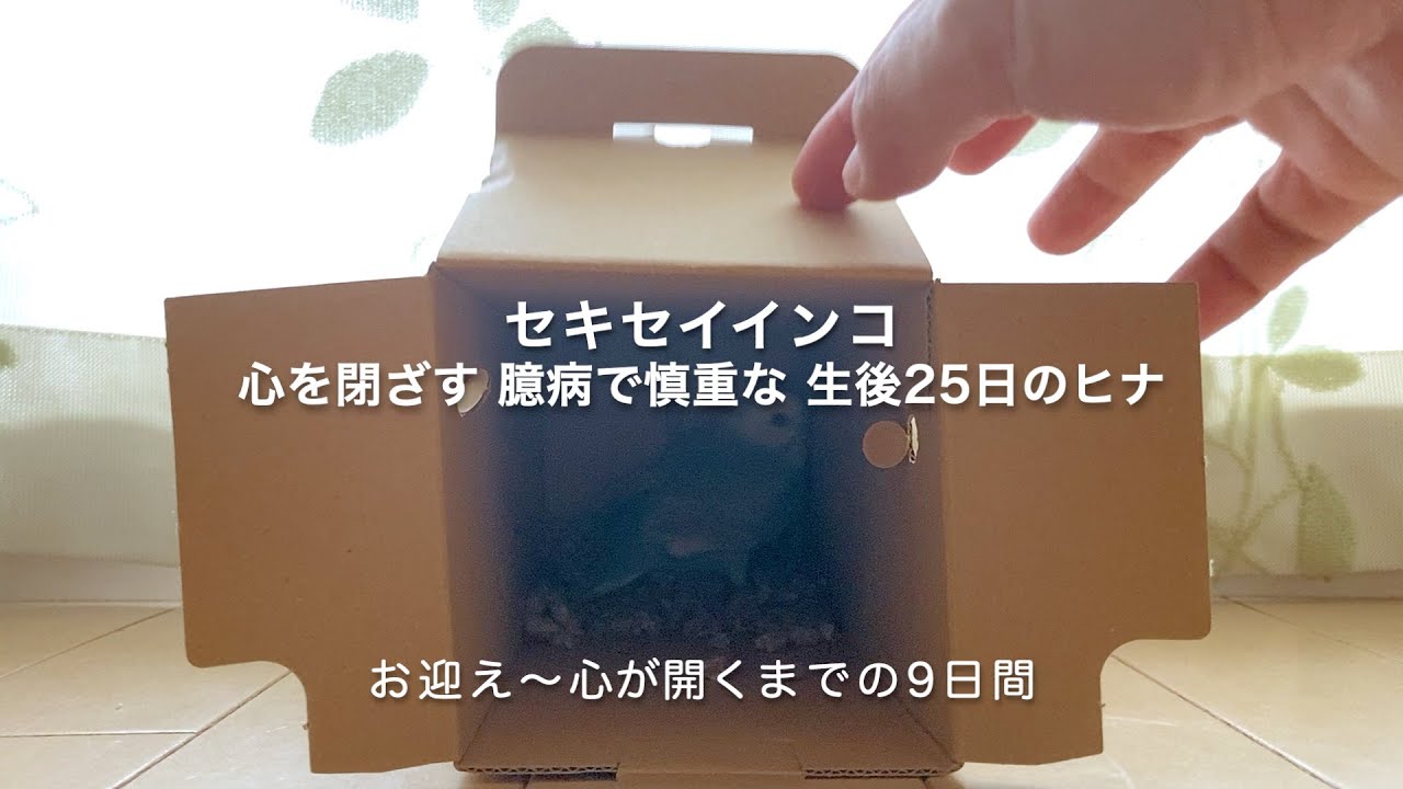 ⭐︎お迎え⭐︎心を閉ざしたインコ - 固まり続けた初日から 少しずつ心を開いて行く9日間 - 生後25〜33日