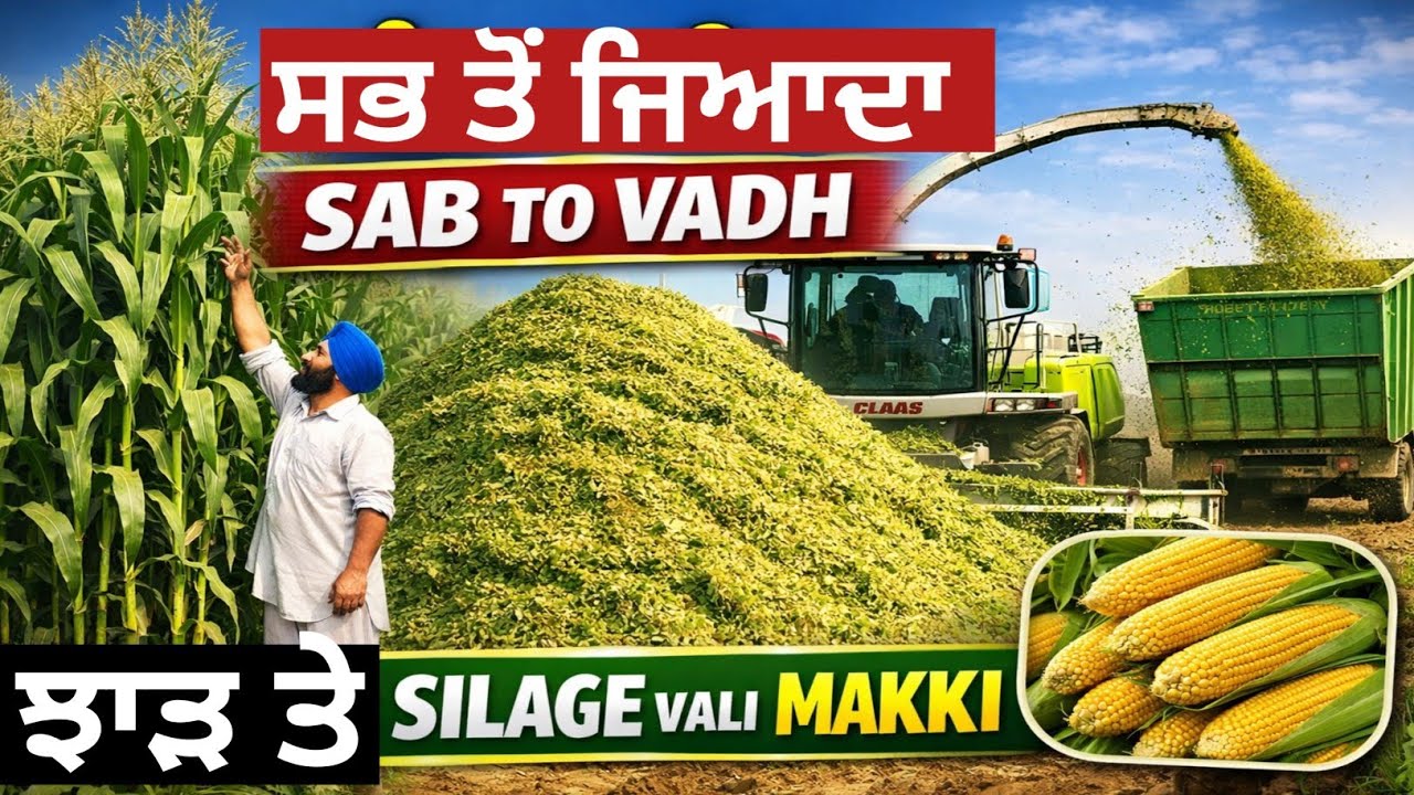 ਸਭ ਤੋਂ ਜਿਆਦਾ ਝਾੜ ਤੇ silage vali makki#farming #agriculture #1899 #1890 #maize #9248#1368 