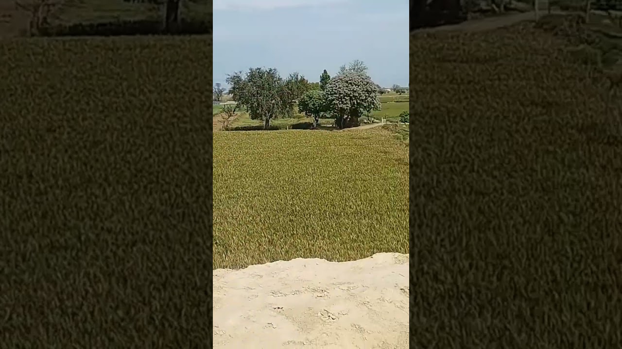 #jaatlife #kisanlife #punjabkisan
