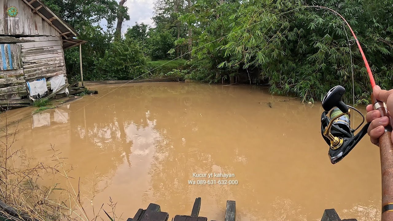 MOMEN LANGKA !! MEMANCING BAUNG DAN PATIN JADI STRIKE TAK TERDUGA DI SUNGAI KALIMANTAN 