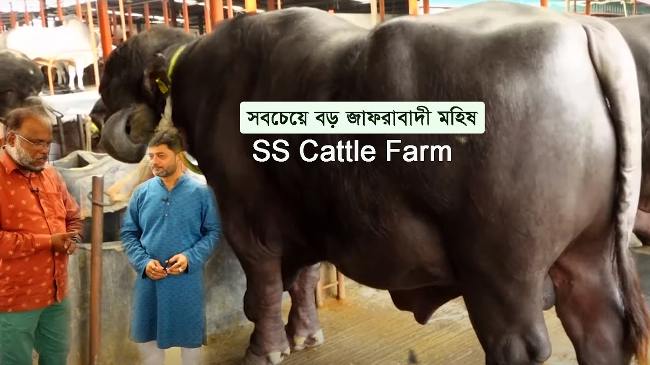 সবচেয়ে বড় মহিষের খামার | SS Cattle Farm | Jafrabadi Buffalo | Murrah Buffalo | Niliravi Buffalo