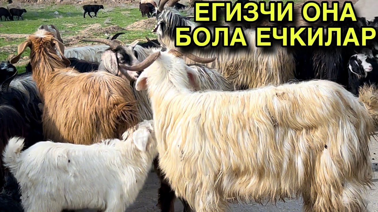 ОНА БОЛА ЕЧКИЛАР! ☎️+998 99 068 1060 ☎️+998 88 677 1415