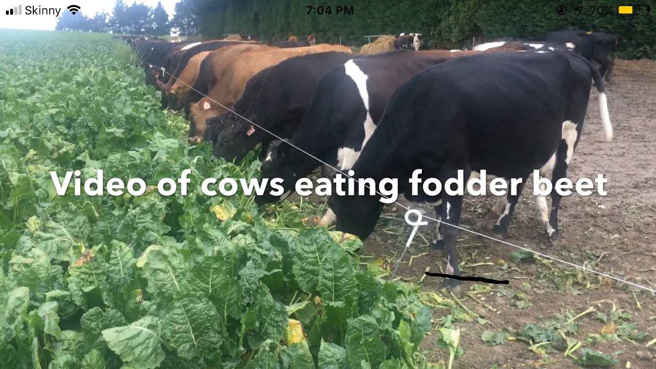 Cows Grazing Fodder Beet/ Cattle Eating Fodder Beet (Crops)/ FARM LIFE NZ