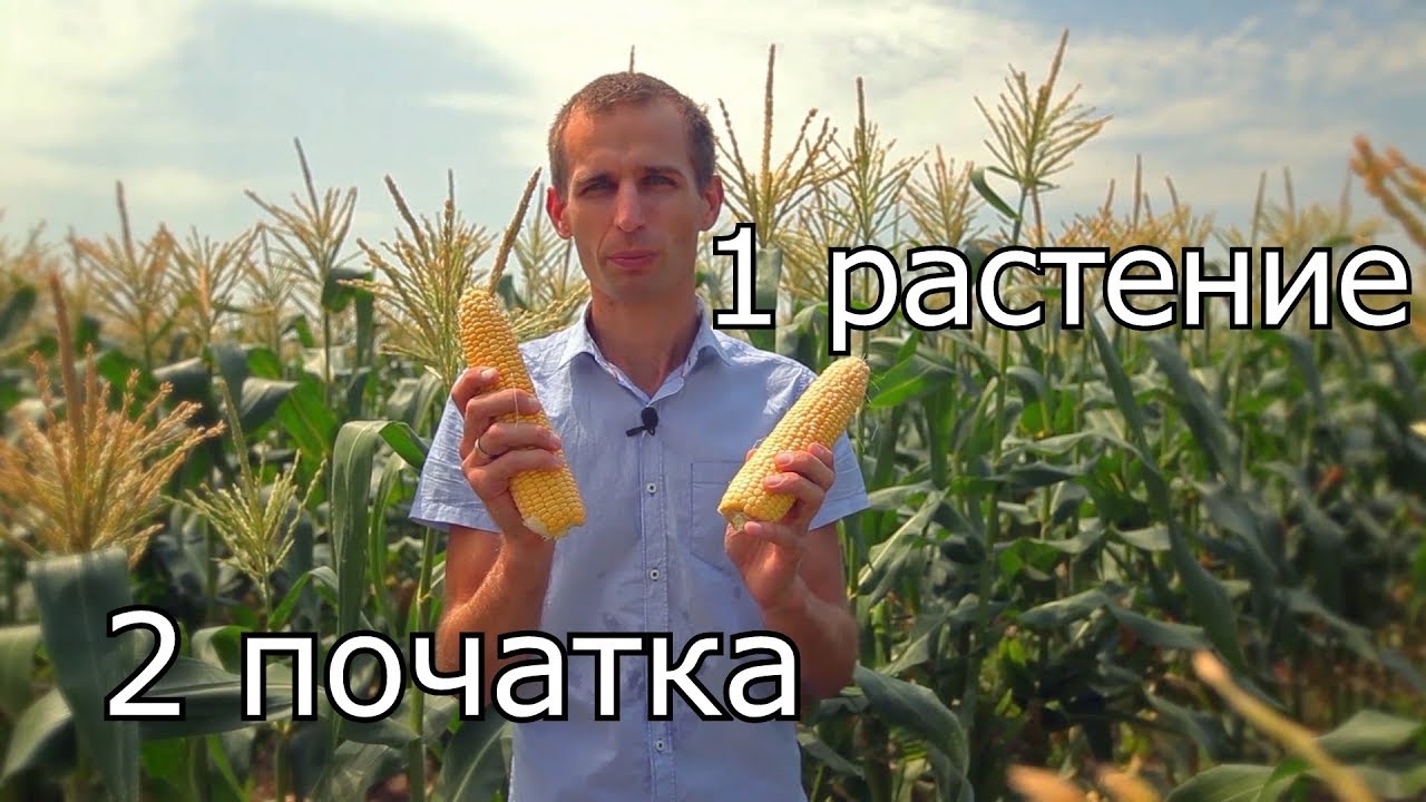 Сладкая кукуруза Тести Дрим F1. Два початка с растения.