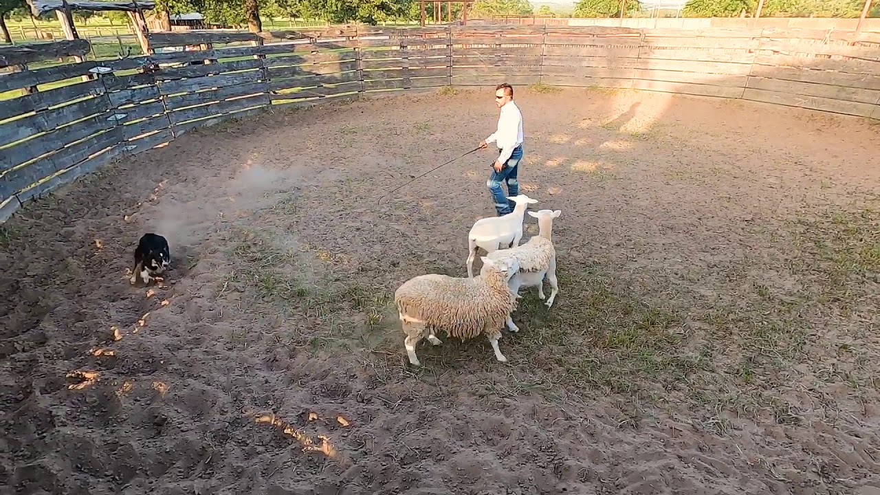 How to train your Stock Dog:  Lesson #3