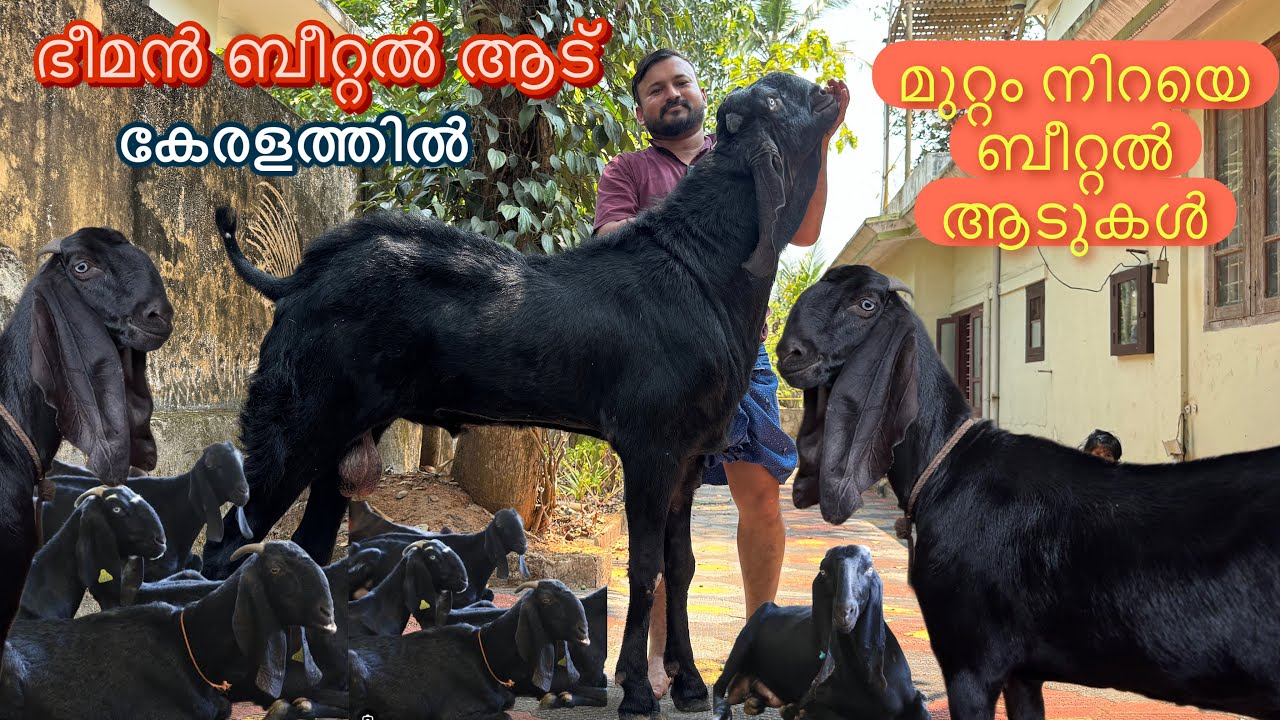ഇത്രെയും വലിയ ആടിനെ കണ്ടിട്ടുണ്ടോ goat farming malayalam