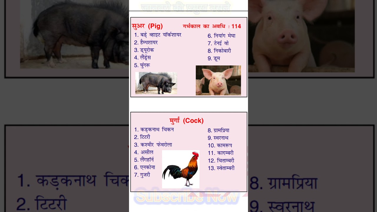 सुअर के प्रमुख नस्ले/मुर्गा के प्रमुख नस्ले Major Breeds of Pig/Major Breeds of Chicken #manishsir