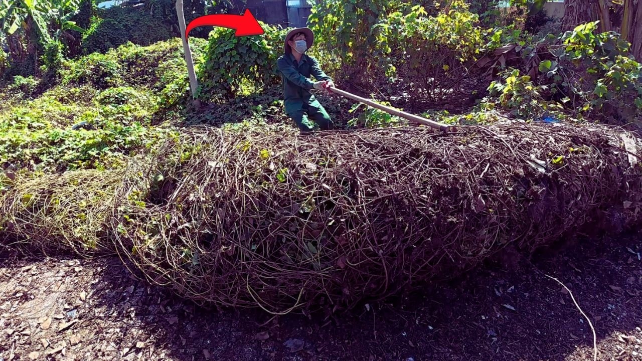 2-DAY CLEANUP: CLEARING GIANT VINES FROM A 500M-LONG SIDEWALK (26-MIN TIMELAPSE)