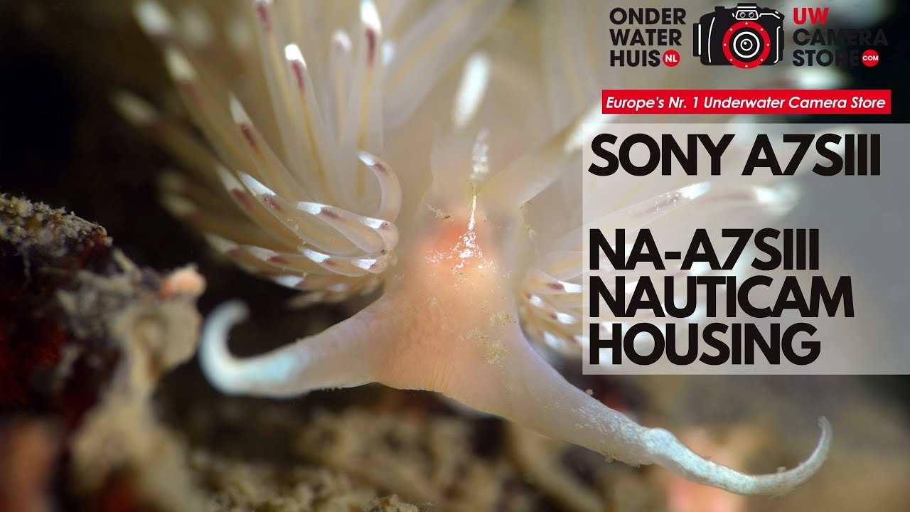 Review: Sony a7SIII and Nauticam NA-A7SIII Underwater Housing