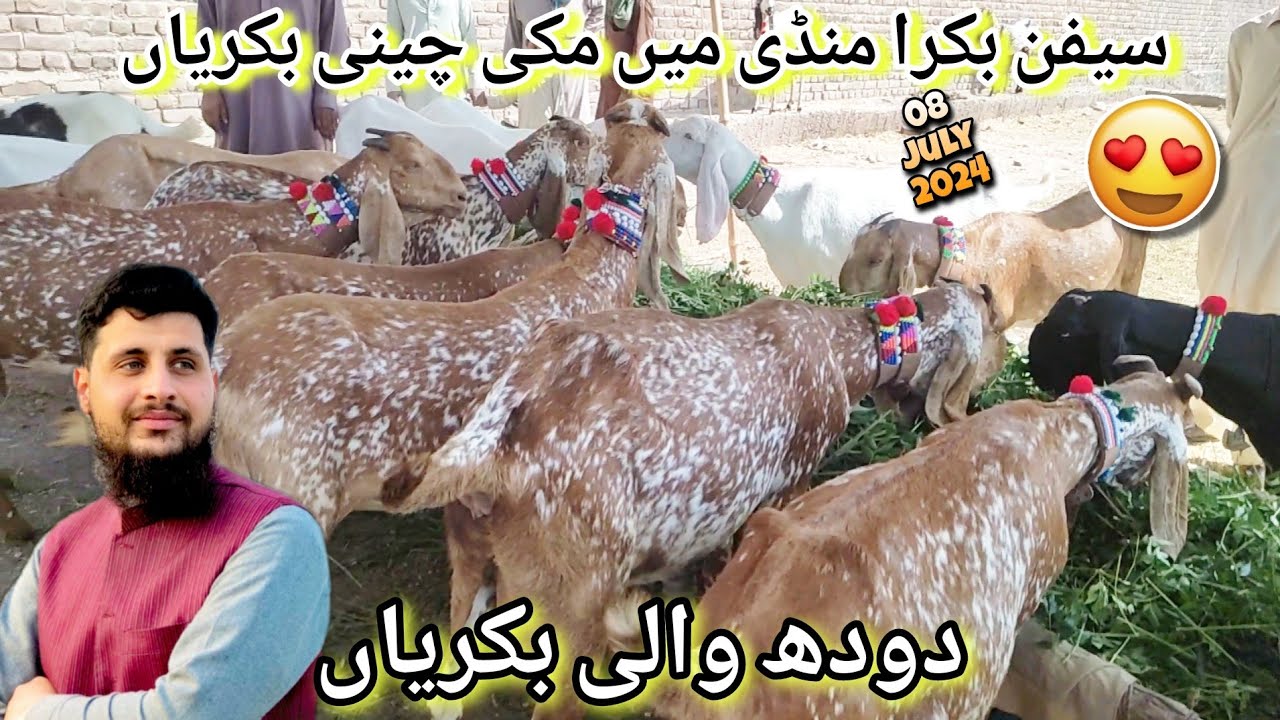 Doodh Wali Maki Cheeni Bakri 😍 Saifan Bakra Mandi Peshawar July 2023 New Updates | Izhar Ali Shah