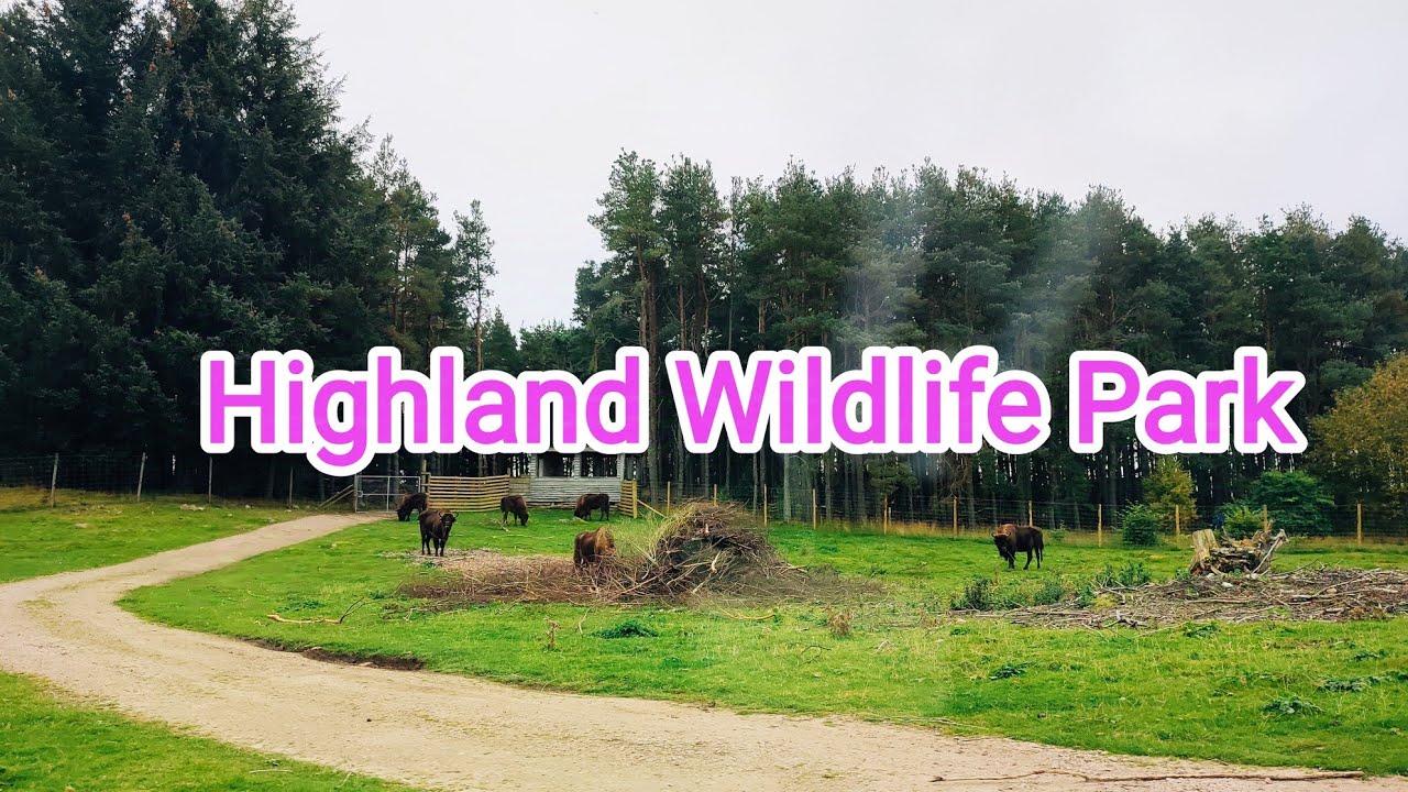 Driving around Wildlife Park || Highland Wildlife Park Tour || Scotland Tour