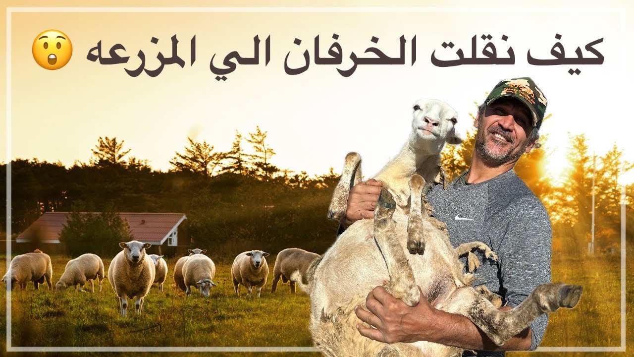 رحت ابيع خرفان 😞ولكن رجعت مشتري وما عرفت كيف انقلهم شوف شو عملت😵‍💫😲