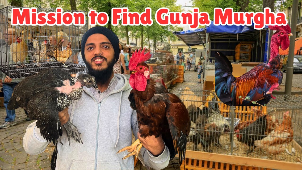 Mission to Find Gunja Murgha | A Twist Ending! | Khubaib Pets