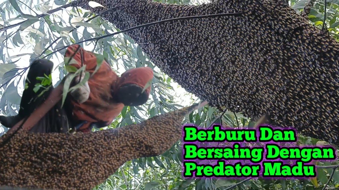 Panen 4 Sarang Tapi Bersaing Dengan Predator Madu #bee #honey #panenmaduhutan #lebah #hutan #alam 